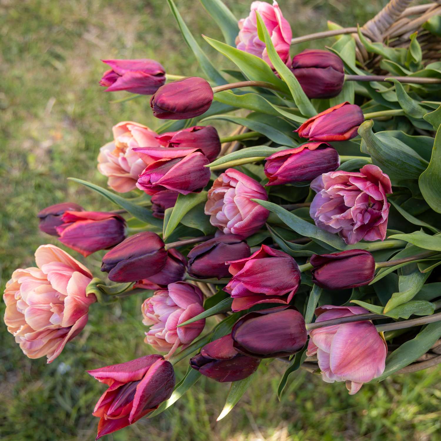 Tulpen-Mischung 'Mulled Wine'